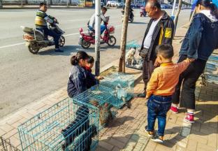 泰迪串串值多少钱（狗市上）