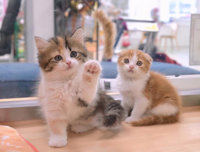 猫咪托运多少钱（活体宠物邮寄有多残忍）