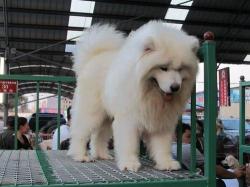 一只萨摩耶幼犬多少钱（萨摩耶多少钱一只）
