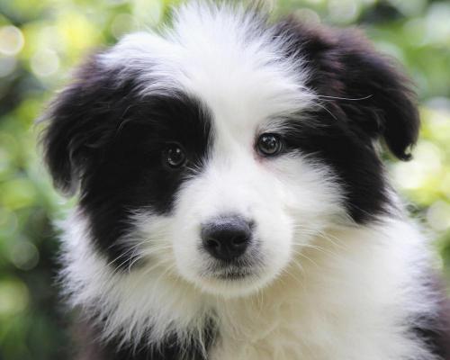 边牧多少钱一只幼犬（为什么智商这么高）