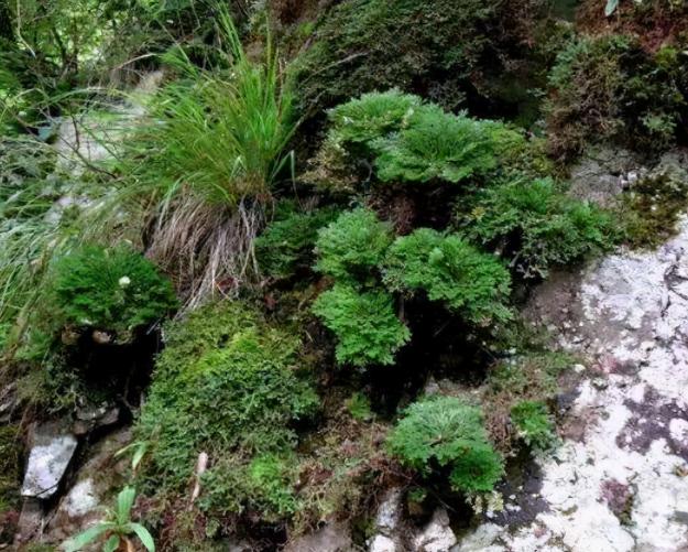 野生还魂草一斤多少钱(还魂草野外到处都是)