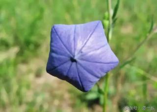人参菜根多少钱一斤（春天最值得吃的十种野菜）
