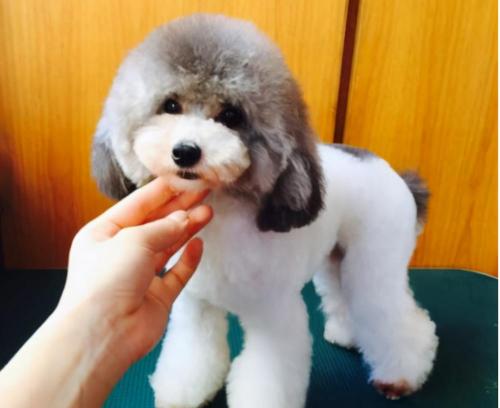 贵宾犬多少钱(贵宾犬价格高低不一)