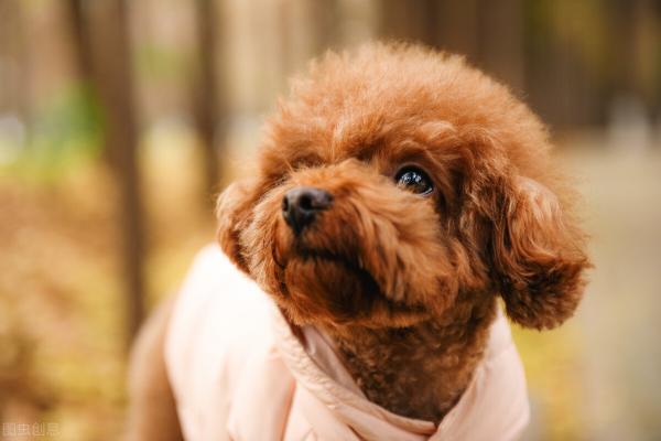 泰迪串串值多少钱（纯种泰迪犬和串串泰迪犬）