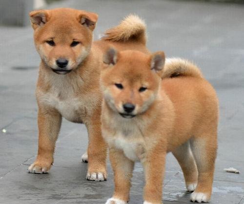 小腊肠犬多少钱一只（6种）