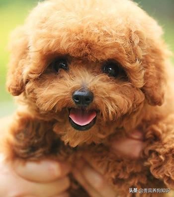 贵宾犬多少钱（贵宾犬不止一种）