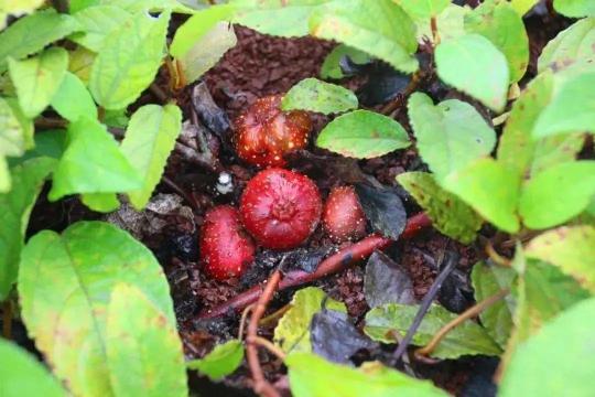 刺泡兒多少錢一斤（植物世界丨40種農村野果子）