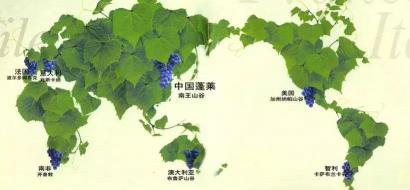 长城葡萄酒多少钱一瓶（长城海岸葡萄酒测评）