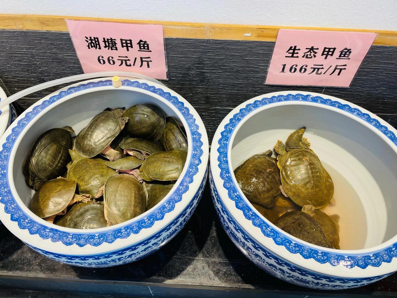 甲魚現在多少錢一斤（濟南美女賣紅燒甲魚）