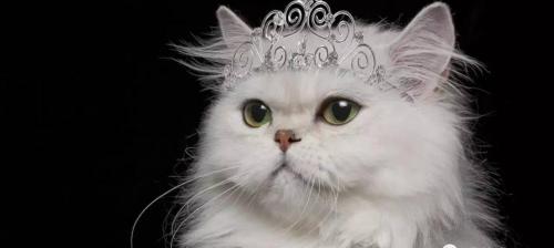 一只猫要多少钱（你知道养一只猫需要花多少钱吗）