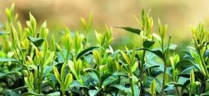 银杏茶多少钱一斤（最易弄混的）
