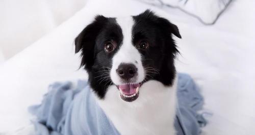 边牧多少钱一只幼犬（养一只边牧需要多少钱）