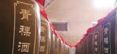 青稞酒52度多少錢一瓶(為啥青海特產(chǎn)名酒青稞酒賣不動(dòng))