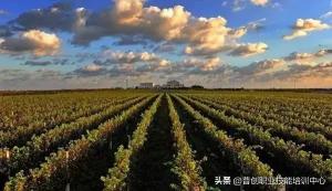 种植葡萄一亩要多少钱（种植10亩露地葡萄）