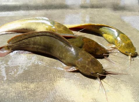 塘角魚多少錢（埃及塘鲺）