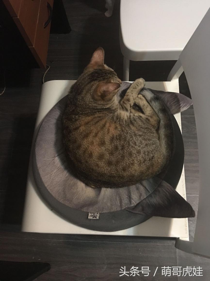 侏儒猪多少钱一只（侏儒猫遇到橘猪吓到动不鸟）