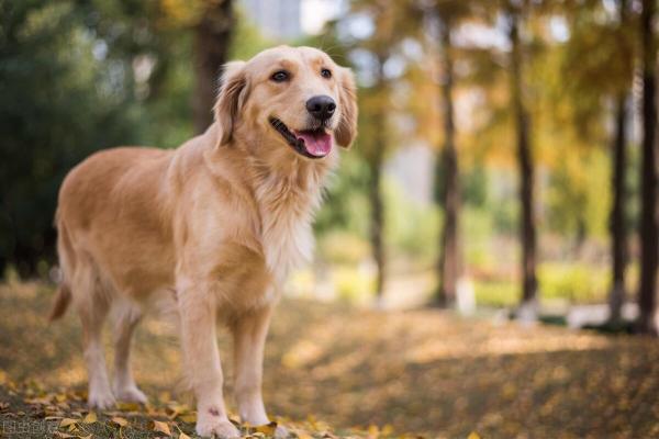 金毛驱虫药多少钱（金毛犬呕吐怎么办）