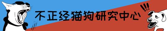 踏雪尋梅貓多少錢一只（別傻乎乎叫大白胖橘了）