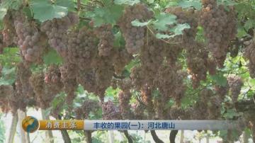 干栗蘑多少錢一斤（金秋十月）