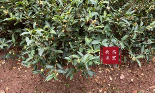 正岩肉桂多少钱一斤（霸气）