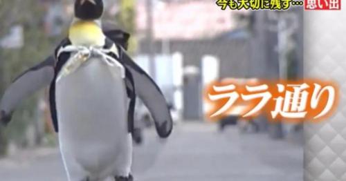 真企鵝多少錢一只（日本最傳奇的企鵝）