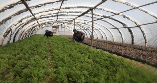 一亩温室大棚造价多少钱（大棚种植一亩地投入多少钱）