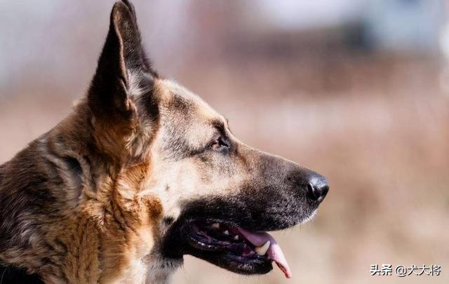 杜高犬图片多少钱（北方农村斗狗故事之黑背犬王）