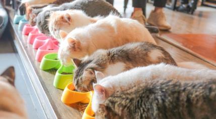 猫粮多少钱（8款热门猫粮测评）