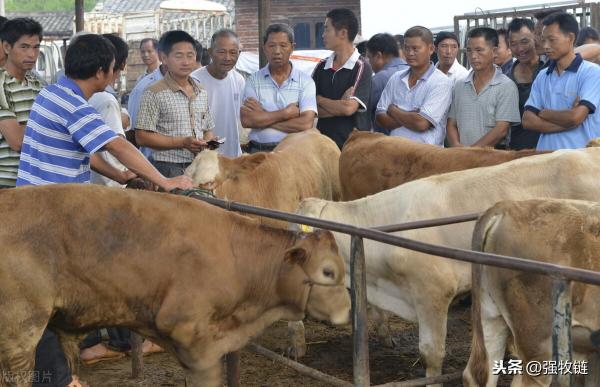 养十头牛一年能赚多少钱（牛肉连涨15周）