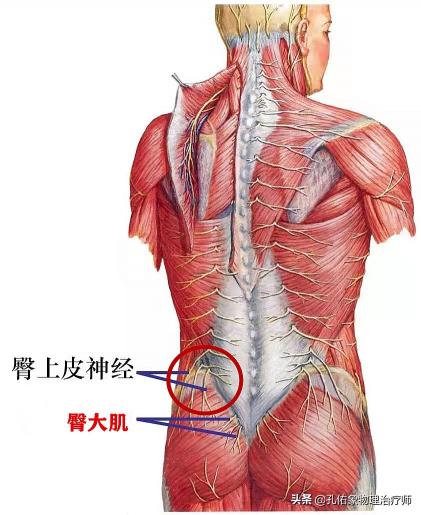 腰部x光多少钱（腰臀部疼或下肢麻木）