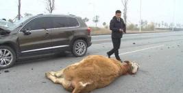 一头牛值多少钱（司机撞死一头牛）