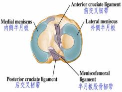 做半月板手术要多少钱（拿什么拯救你）