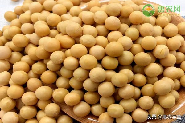 黄豆批发多少钱一斤（今日大豆价格多少钱一斤）