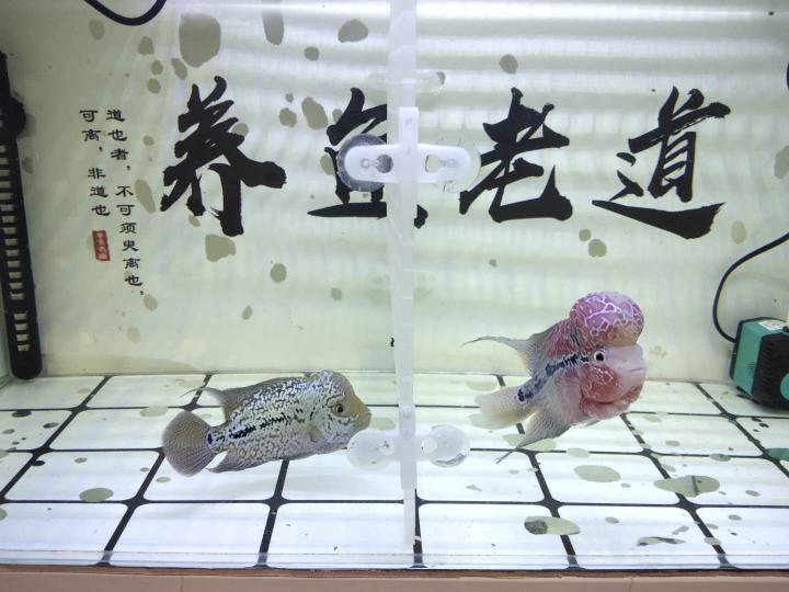 泰金羅漢魚一般多少錢（購買兩條羅漢魚）
