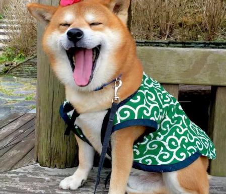 八联疫苗多少钱（养柴犬避坑）