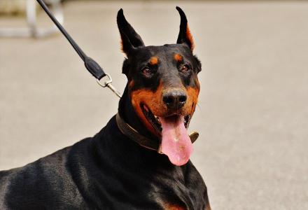 杜斌犬小狗多少钱一只（慎养杜宾犬）