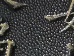 非洲犀牛角多少钱一克（收藏与文化）