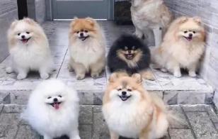 一只博美犬多少钱（博美犬多少钱一只）