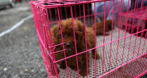贵宾犬多少钱（为什么贵宾犬的价格有高有低）