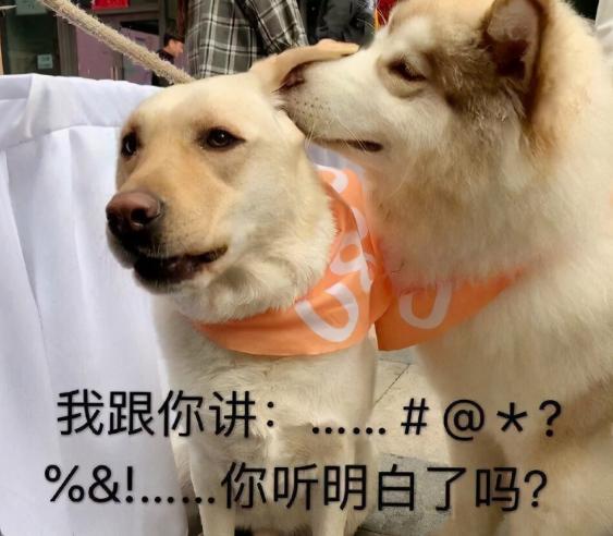 三个月金毛犬多少钱（贫民窟养狗）