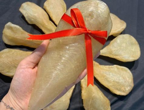 蜘蛛胶多少钱一斤（花胶小白看过来）