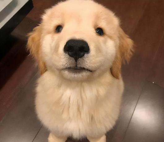 三個月金毛犬多少錢(金毛偏瘦怎么增肥)