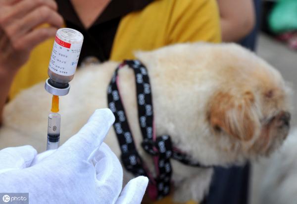 卫佳8疫苗多少钱（宠物医院都在推荐给狗打进口八联疫苗）