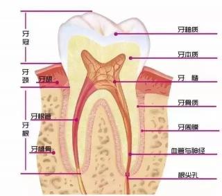 牙科拍片子多少钱（看牙为什么要拍片）