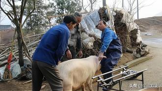 养一百头猪能挣多少钱（老农杀猪卖肉赚0）