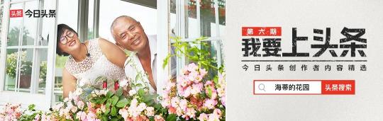 神奇花园一盒多少钱（种花12年）