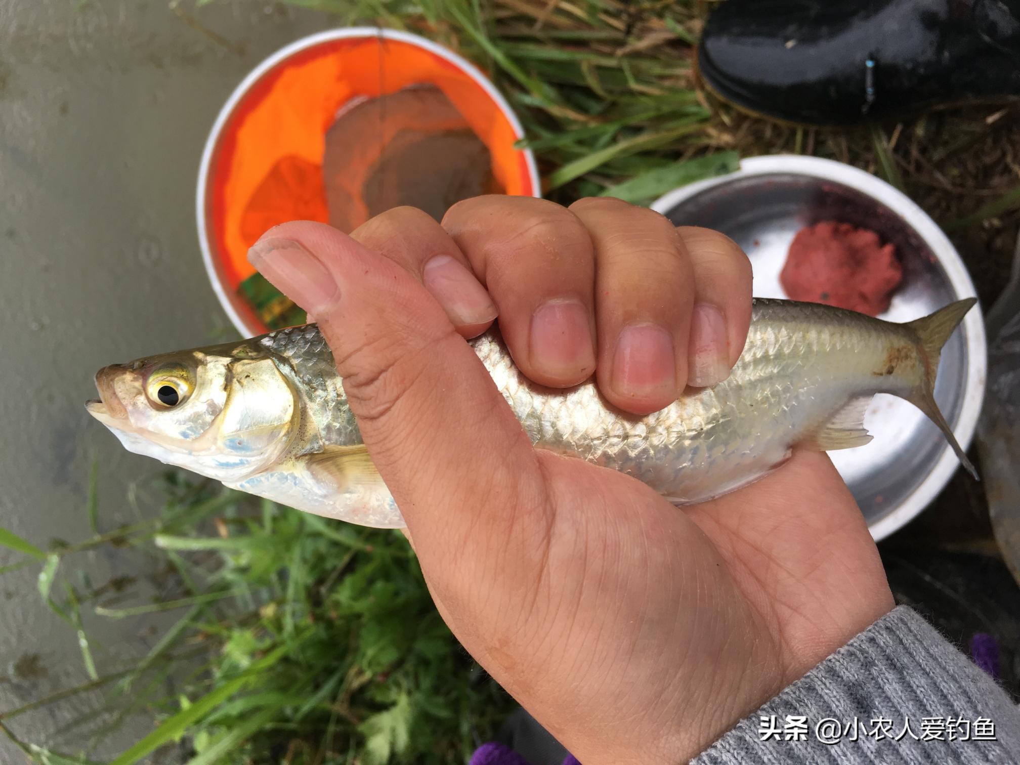 米級翹嘴魚多少錢一斤（翹嘴的不服）