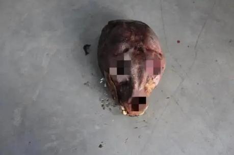 真虎牙价格多少钱一颗（饲养员偷卖老虎尸体）