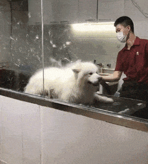 柯基犬价格多少钱一只（公认最）