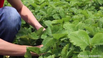 甜菜安宁多少钱一瓶（草莓育苗关键7月）